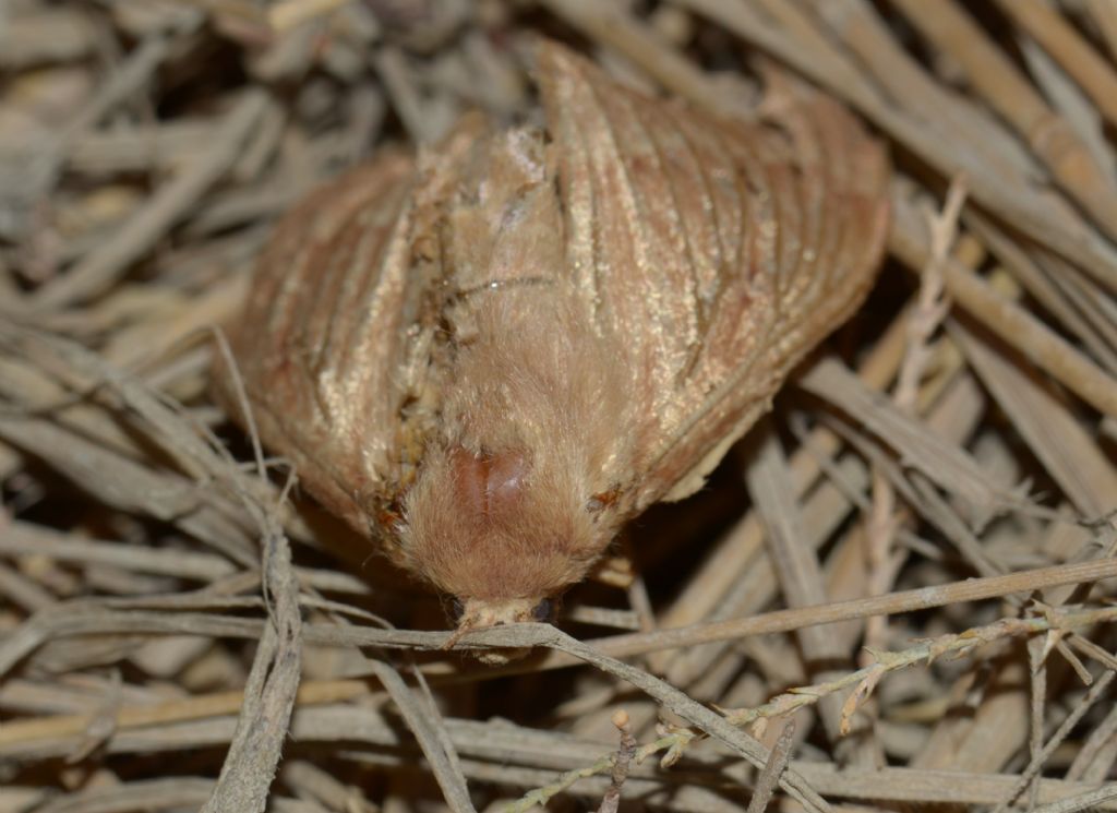 Mythimna? No,  Lasiocampa trifolii, femmina